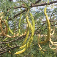 Neltuma juliflora (Sw.) Raf.